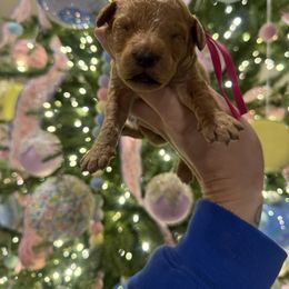 Hot pink collar - Red  female Goldendoodle puppy in Homer, Georgia from Creekside Kennels
