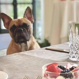 French Bulldogs and Great Danes from Pink Star Danes and French Bulldogs