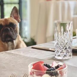 French Bulldogs and Great Danes from Pink Star Danes and French Bulldogs