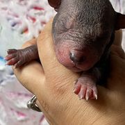 Boy 1 - Bronze Xoloitzcuintli puppy in Victorville, California from Elegancia Vintage Xoloitzcuintle