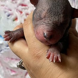Boy 1 - Bronze Xoloitzcuintli puppy in Victorville, California from Elegancia Vintage Xoloitzcuintle