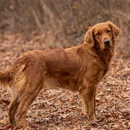 Daisy - Golden Retriever