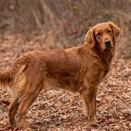 Daisy - Golden Retriever