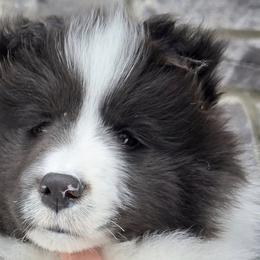 Shetland Sheepdogs from Therese Walters