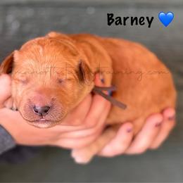 Barney - Apricot male Goldendoodle puppy in Lancaster, Minnesota from North Star Dog Training