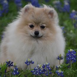 Pomeranian puppies from Vivid Keeshond and poms