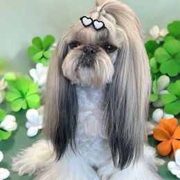 Maddie - Shih Tzu