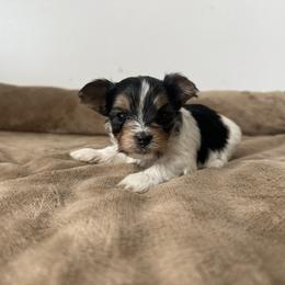 Duke - Parti male Yorkshire Terrier puppy in Elk Ridge, Utah from Janita's Yorkshire Terriers