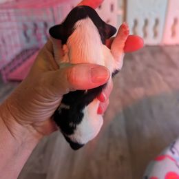 Girl 1 - Black Dachshund puppy in Homosassa, Florida from Foxies Doxies