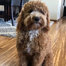 Gunner - Goldendoodle