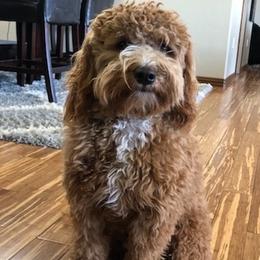 Gunner - Goldendoodle