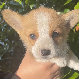 June - Pembroke Welsh Corgi puppy in Washington from KB Corgis