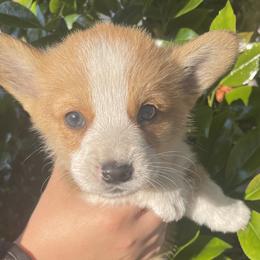 June - Pembroke Welsh Corgi puppy in Washington from KB Corgis