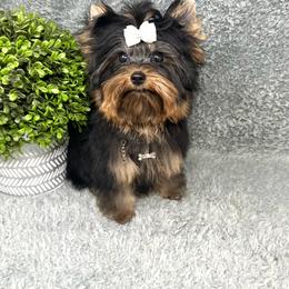 Yorkshire Terrier puppies from Bristy’s Pampered Pups