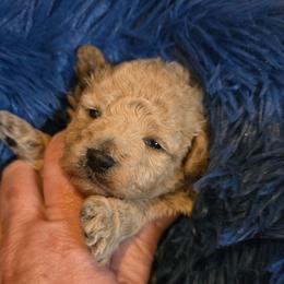 Tony - Cream male Maltipoo puppy in Nokomis, Florida from Sunset Farm Florida