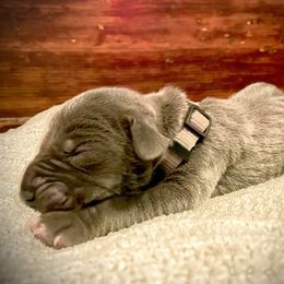 Great Dane Puppies from Alchemy Danes