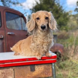 Birdie - Dachshund