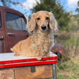 Birdie - Dachshund