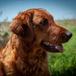 Golden Retriever All Grown Up from TUX Goldens