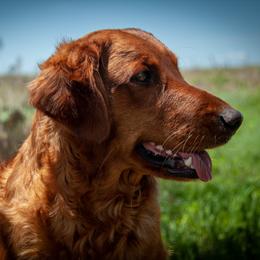 Golden Retriever All Grown Up from TUX Goldens