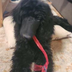 Maggie - Sable Poodle puppy in Whitehall, Montana from Corinna's Poodles