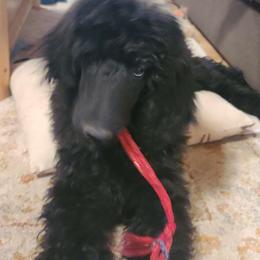 Maggie - Sable Poodle puppy in Whitehall, Montana from Corinna's Poodles