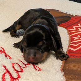 Girl born 2nd - Black and tan female Dachshund puppy in Bunnell, Florida from Briana's Dachshunds