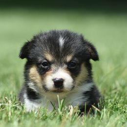 Black Tri Female - Black and tan female Pembroke Welsh Corgi puppy in Kansas City, Missouri from Willow Creek Corgis