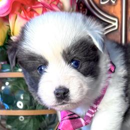 Snowdrop - Blue male Pomsky puppy in Venus, Pennsylvania from Hemlock Pines Pomsky