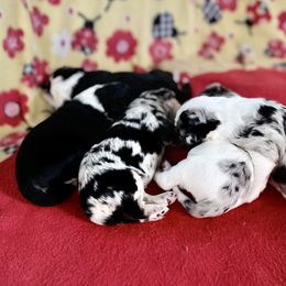 Aussiedoodle, Australian Shepherd, and Miniature Australian Shepherd Puppies from Bline's Awesome Aussies CA