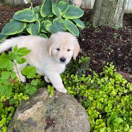 Golden Retriever Puppies from EP's Golden Retrievers