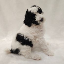 Quartz - Parti female Poodle puppy in Puyallup, Washington from Pure Parti Poodles
