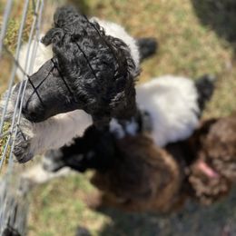 Poodle Puppies from Parapoodles