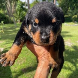 Boy 3 - Green - Rottweiler puppy from Daleys Rottie Dogs