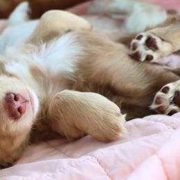 Dachshunds from Caleb Ramer