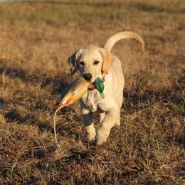 Labrador Retriever Puppies from 3M Labrador Retrievers, LLC