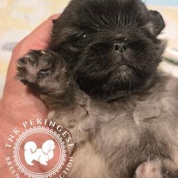 Maggie - Fawn sable female Pekingese puppy in Berwick, Pennsylvania from TnK Pekingese