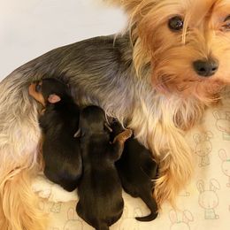 Boy 2 - Black and tan male Yorkshire Terrier puppy in Willow Grove, Pennsylvania from Willow Grove Yorkie