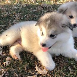 Alaskan Malamutes from Moot Manor Malamutes
