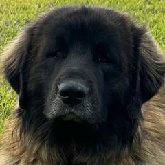 Aslan - Leonberger