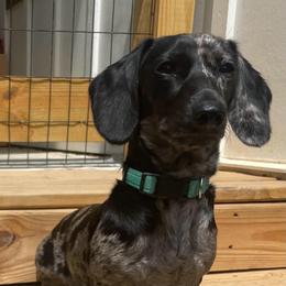 Patches - Dachshund