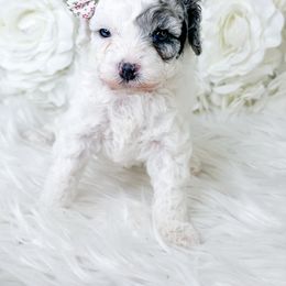 Sasha - Merle female Cockapoo puppy in Otisville, Michigan from Danie’s Darling Doodles LLC