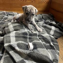 Whippet Puppies from Sara's Whippets