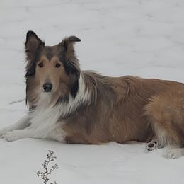 Morgan - Collie