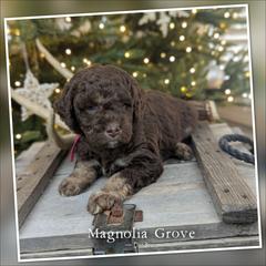 Sweet Gum - Pink Collar - female Australian Mountain Doodle puppy in Oxford, Alabama from Magnolia Grove Doodles