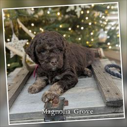 Sweet Gum - Pink Collar - female Australian Mountain Doodle puppy in Oxford, Alabama from Magnolia Grove Doodles
