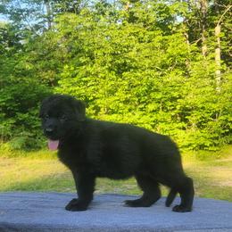 German Shepherd Puppies from Von WestLynn German Shepherds