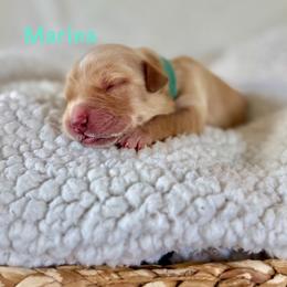 Marina - Dark golden female Golden Retriever puppy in San Bernardino, California from Thegoldendreams1