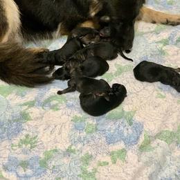 German Shepherd and Miniature American Shepherd Puppies from Bouchard’s Best Shepherds
