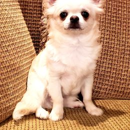 Chihuahua Puppies from Violeta's Royal Chihuahua